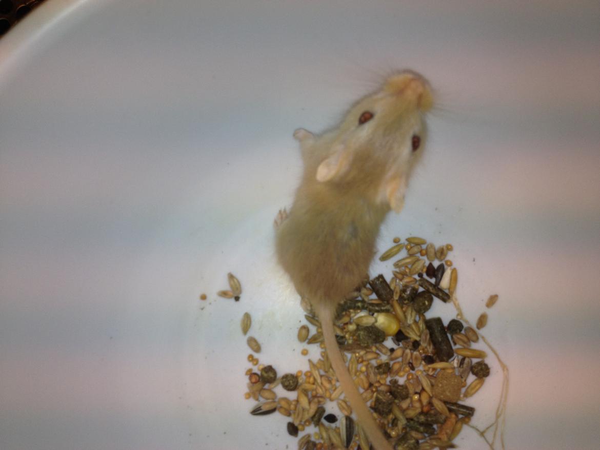 Ørkenrotte Lærke billede 5