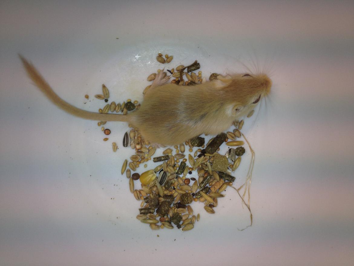 Ørkenrotte Lærke billede 6