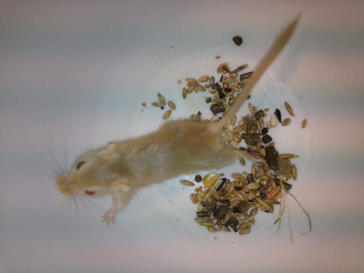 Ørkenrotte Lærke billede 7