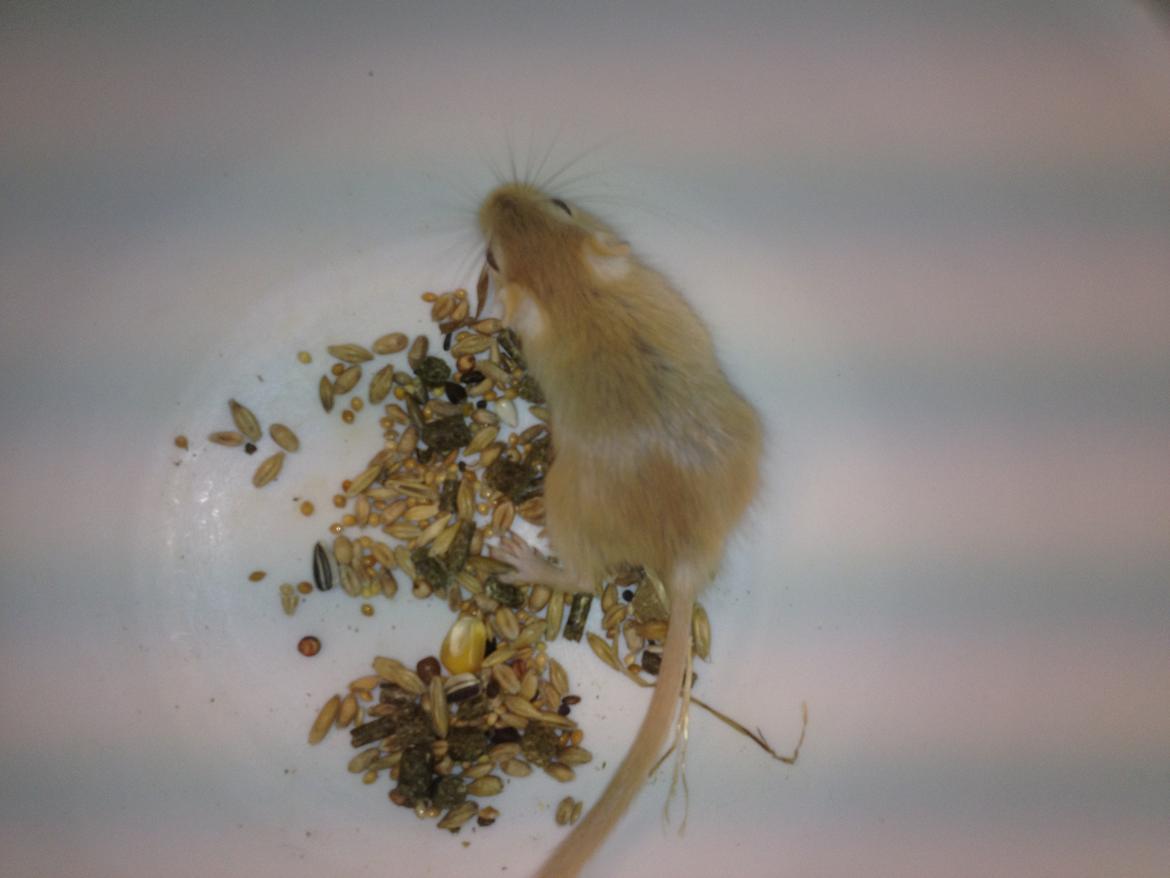 Ørkenrotte Lærke billede 8