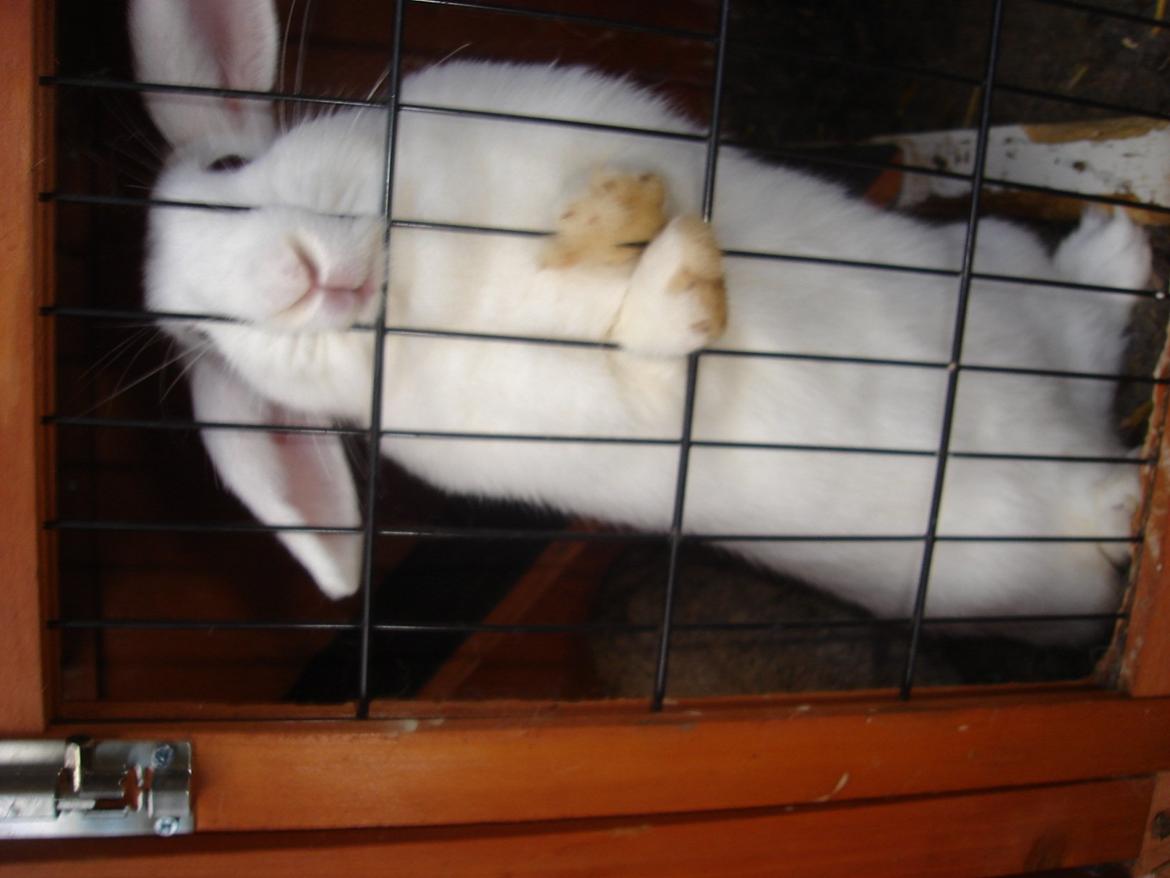 Kanin snehvide billede 1