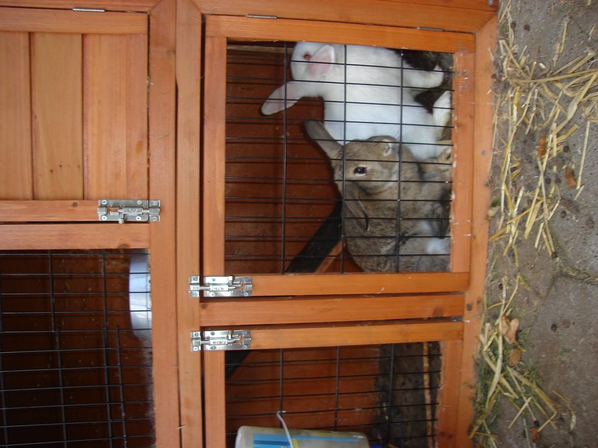 Kanin snehvide billede 2