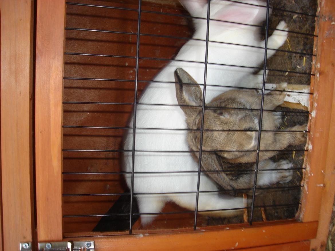 Kanin snehvide billede 4