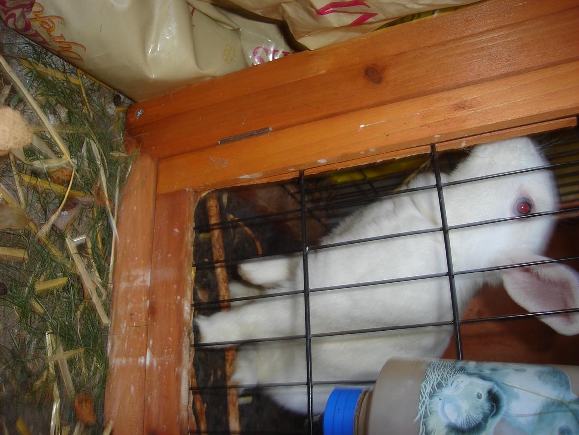 Kanin snehvide billede 5