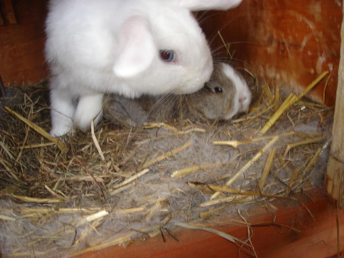 Kanin snehvide billede 6