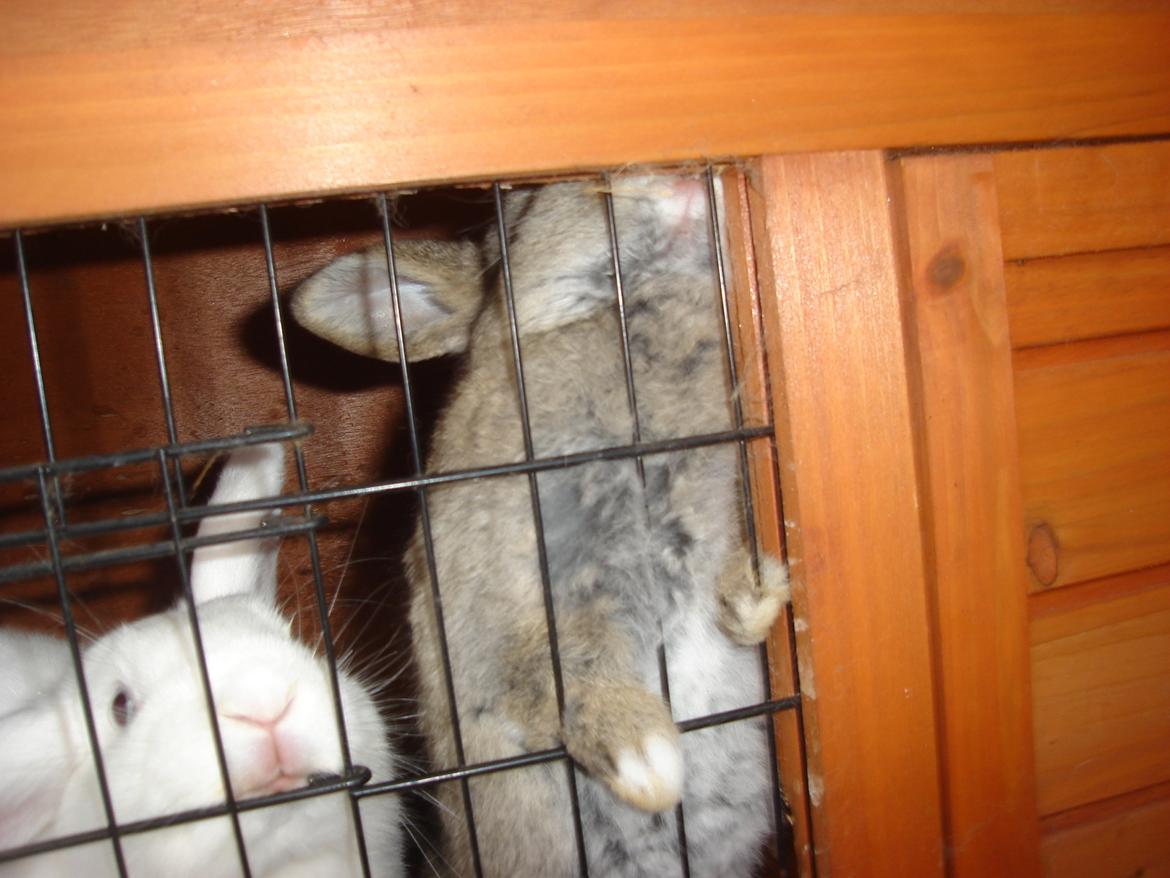 Kanin snehvide billede 7