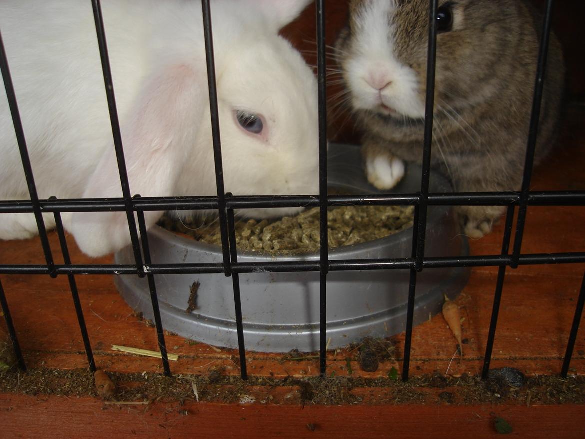 Kanin snehvide billede 8