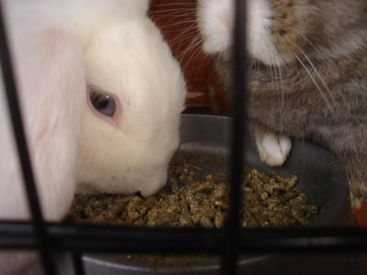 Kanin snehvide billede 9