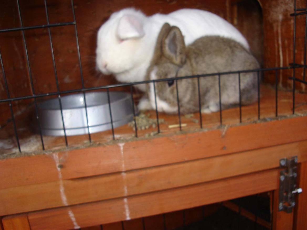 Kanin snehvide billede 10