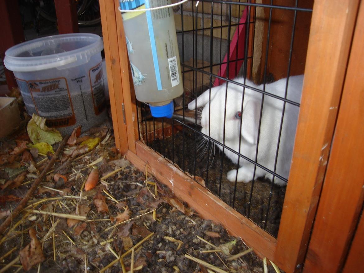 Kanin snehvide billede 11