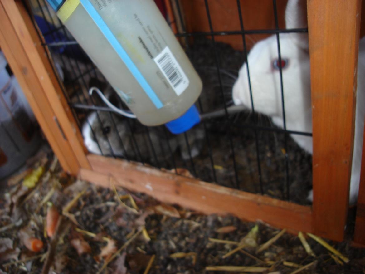 Kanin snehvide billede 12