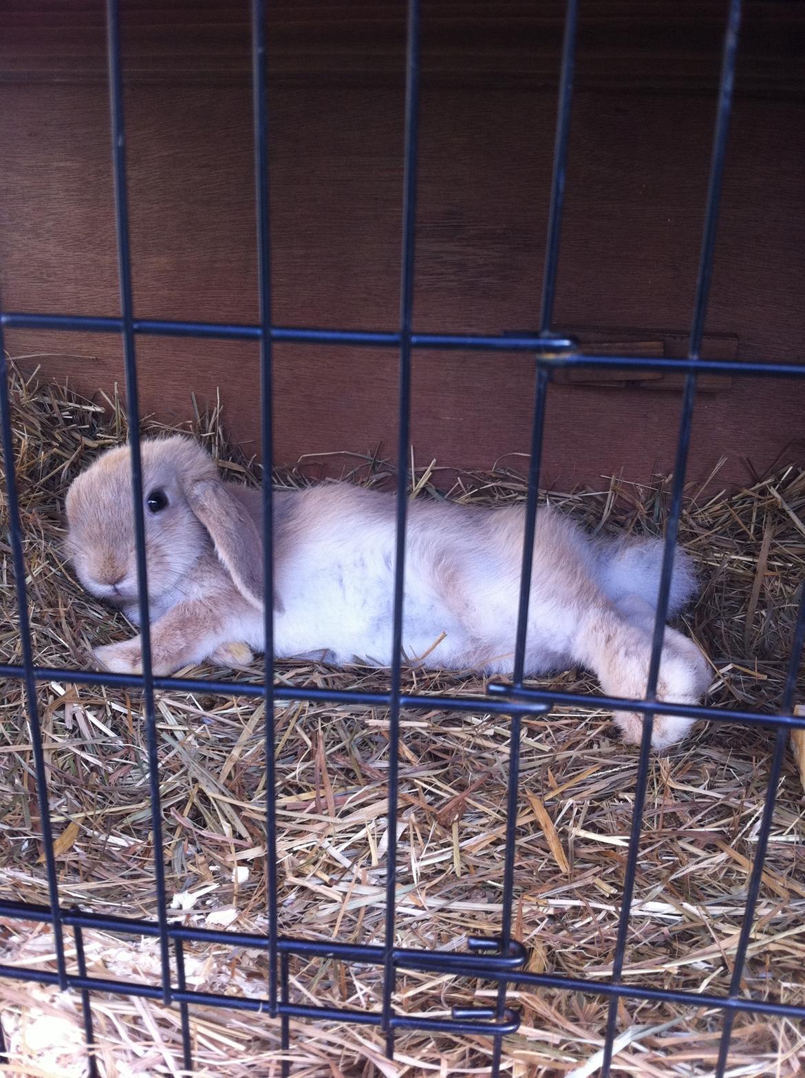 Kanin Lucky - Lucky flader ud! <3 billede 18