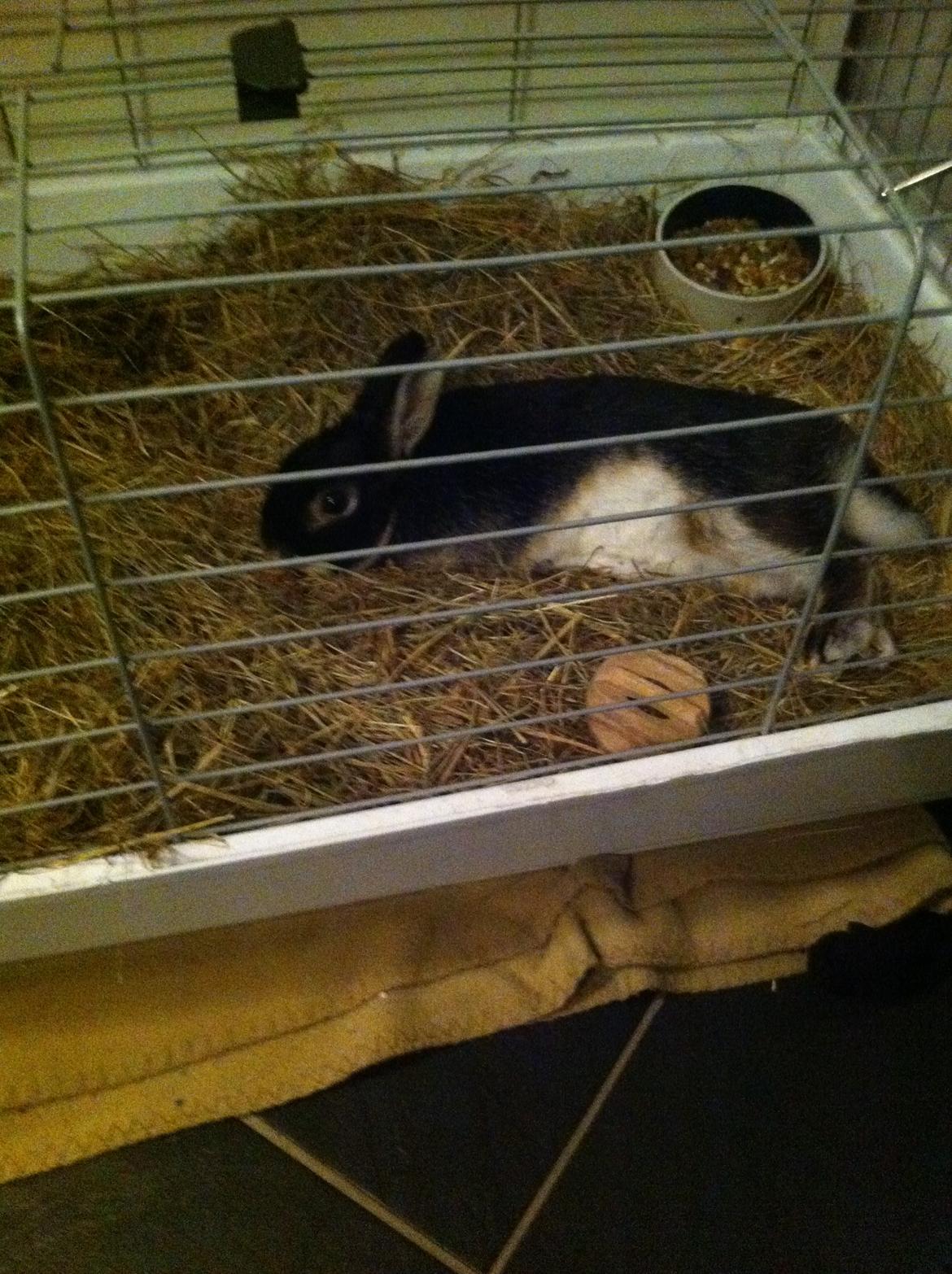 Kanin Joey - Joey flader ud! <3 billede 9