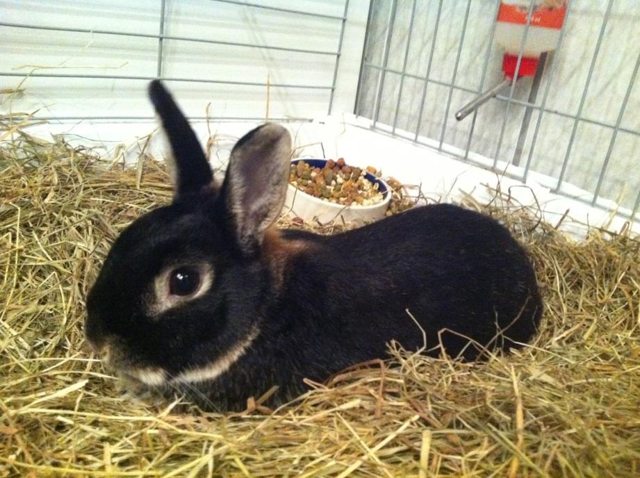 Kanin Joey - Joey putter <3 billede 10