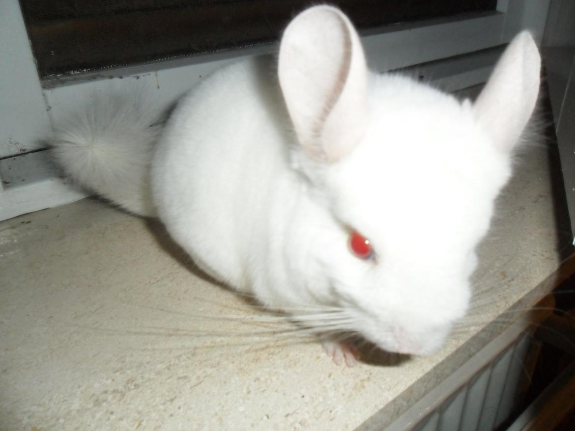 Chinchilla Novas Albert billede 16