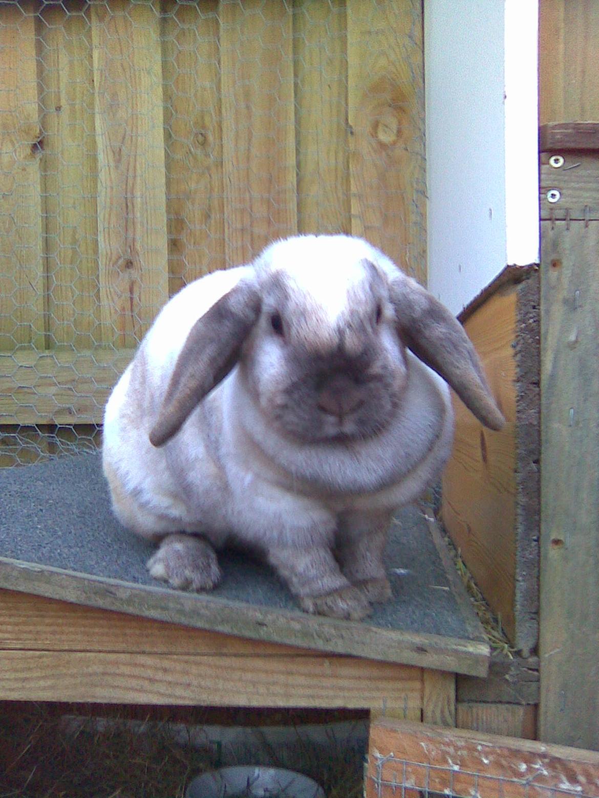 Kanin Bine - Velkommen til Bines profil...! billede 1