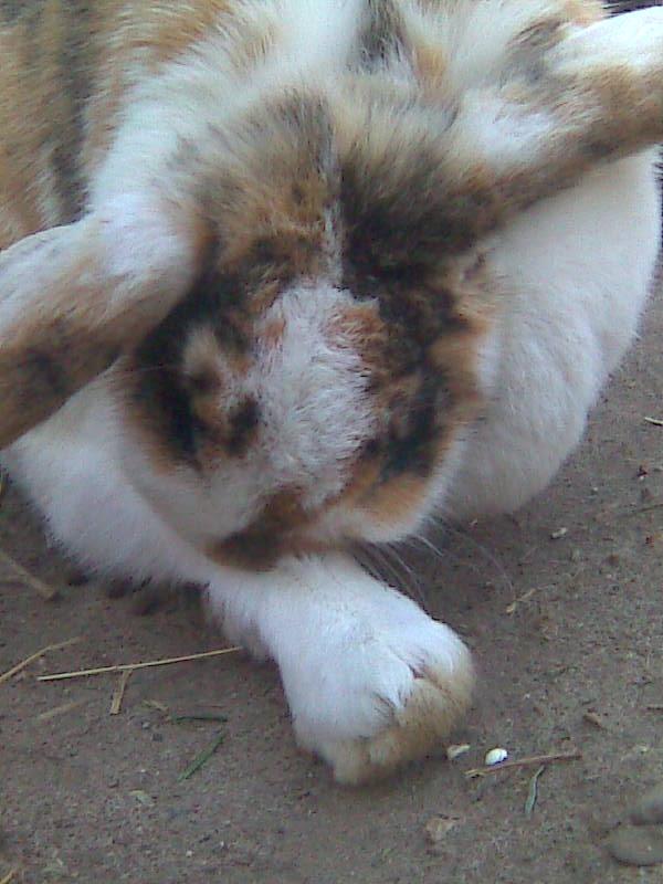 Kanin Sara - jeg skal lige vaske mig lidt billede 9