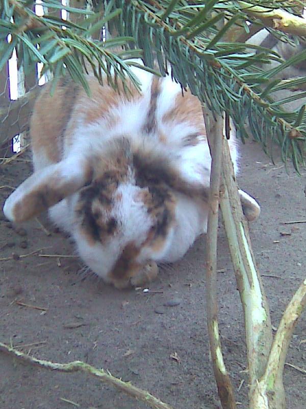 Kanin Sara billede 10