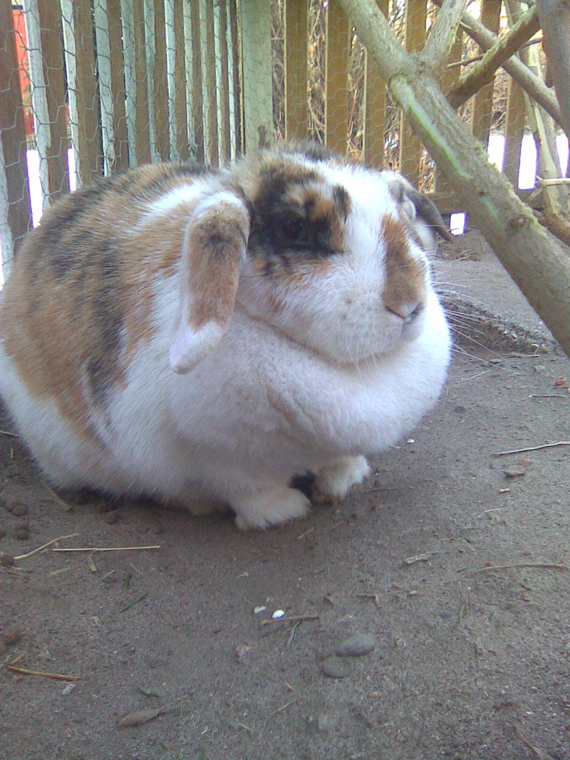 Kanin Sara billede 11