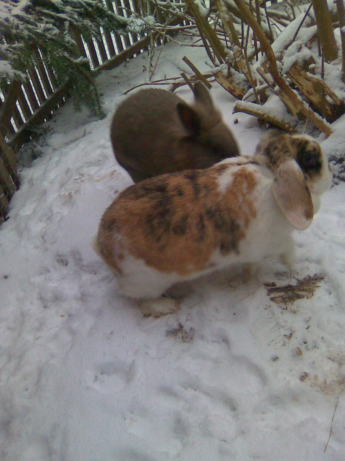 Kanin Sara billede 12