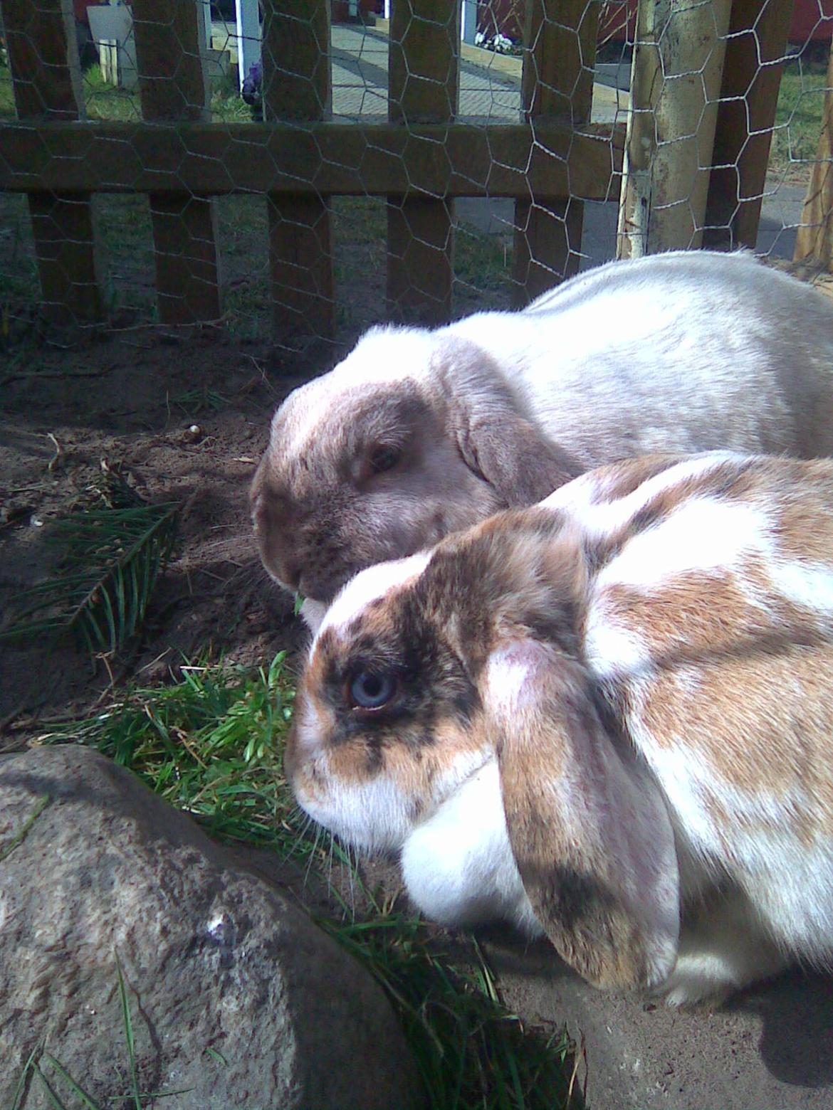 Kanin Sara - mmmmmm..... græs! billede 14