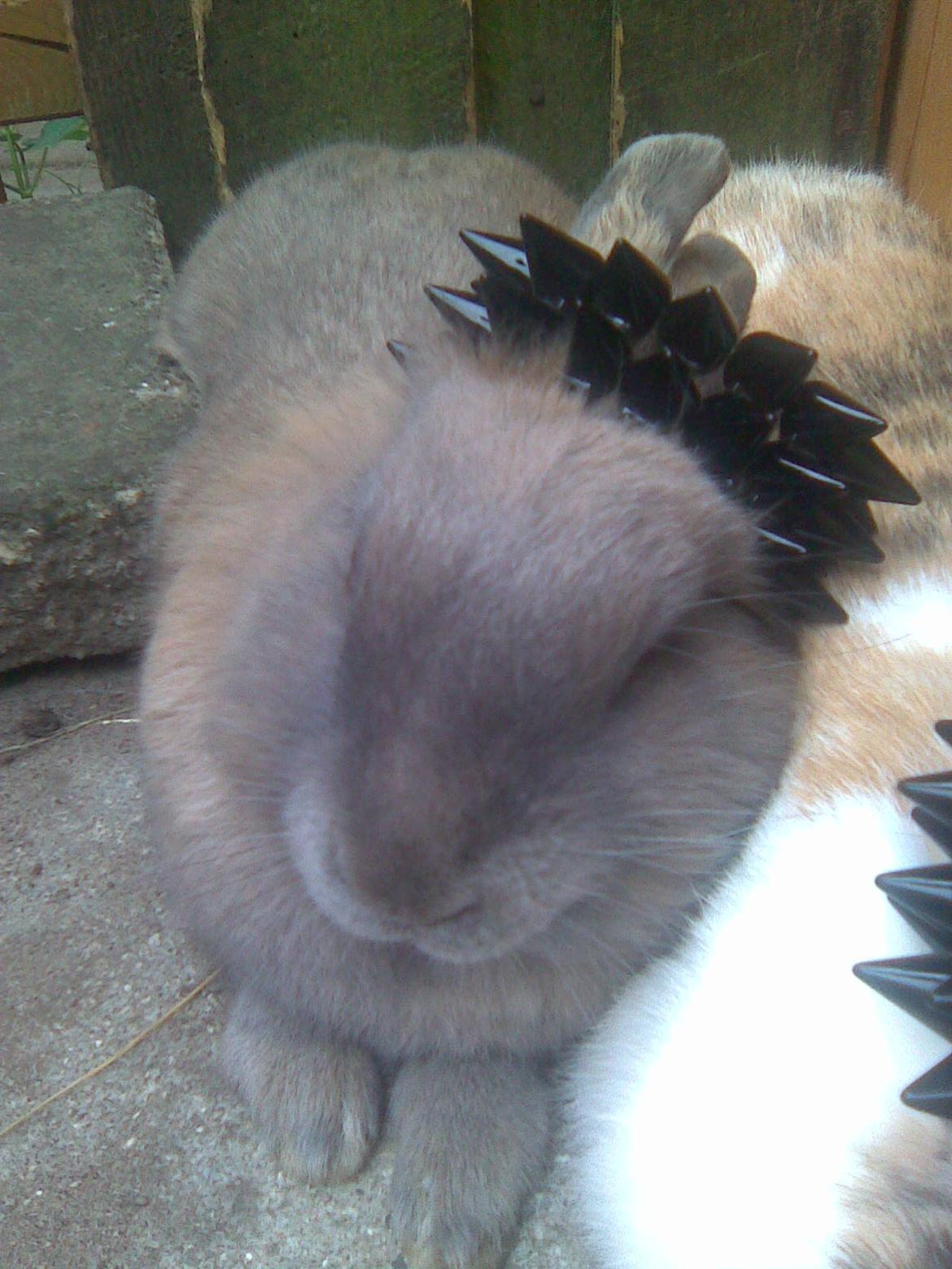 Kanin Kasper - min lille seje rocker ninus :) billede 5