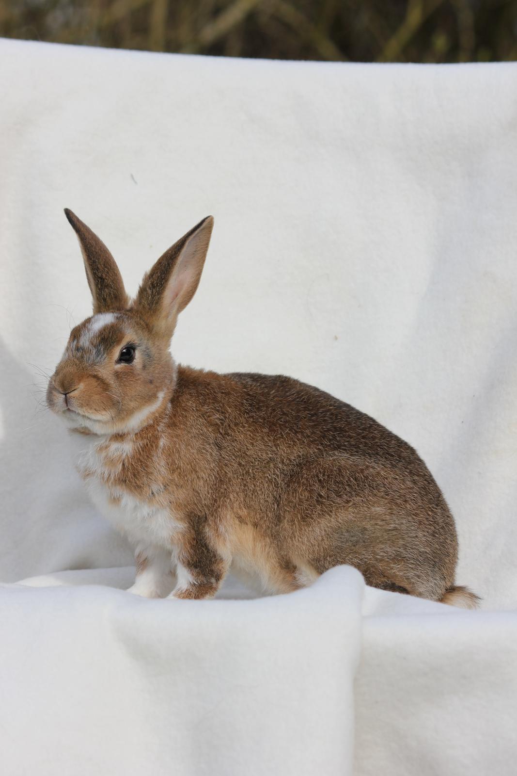 Kanin Guffe (REX) billede 16