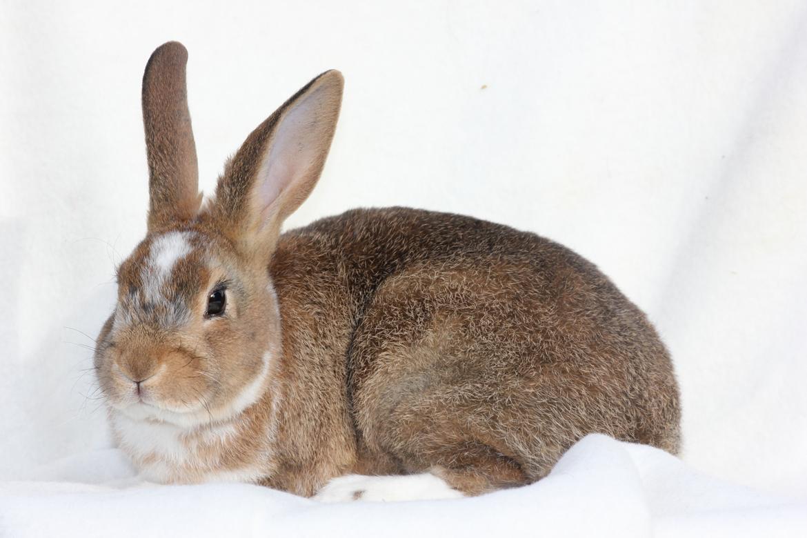 Kanin Guffe (REX) billede 18