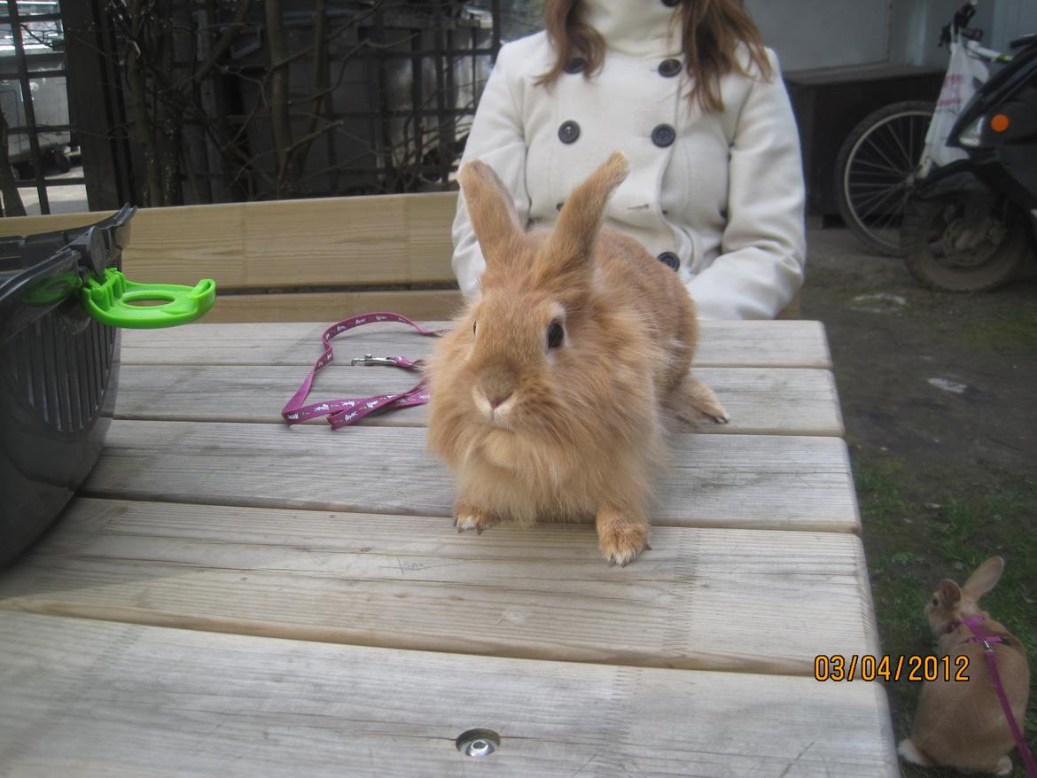 Kanin Pjuske - hej velkommen til min profil det mig der er pjuske

(foto team JB!) billede 1