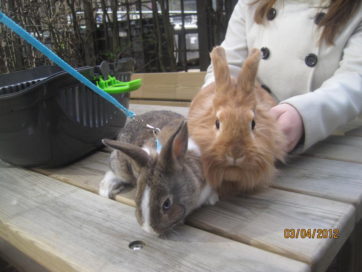 Kanin Pjuske - joey og pjuske 
joey er team JB kanin

(foto team JB!)

 billede 11