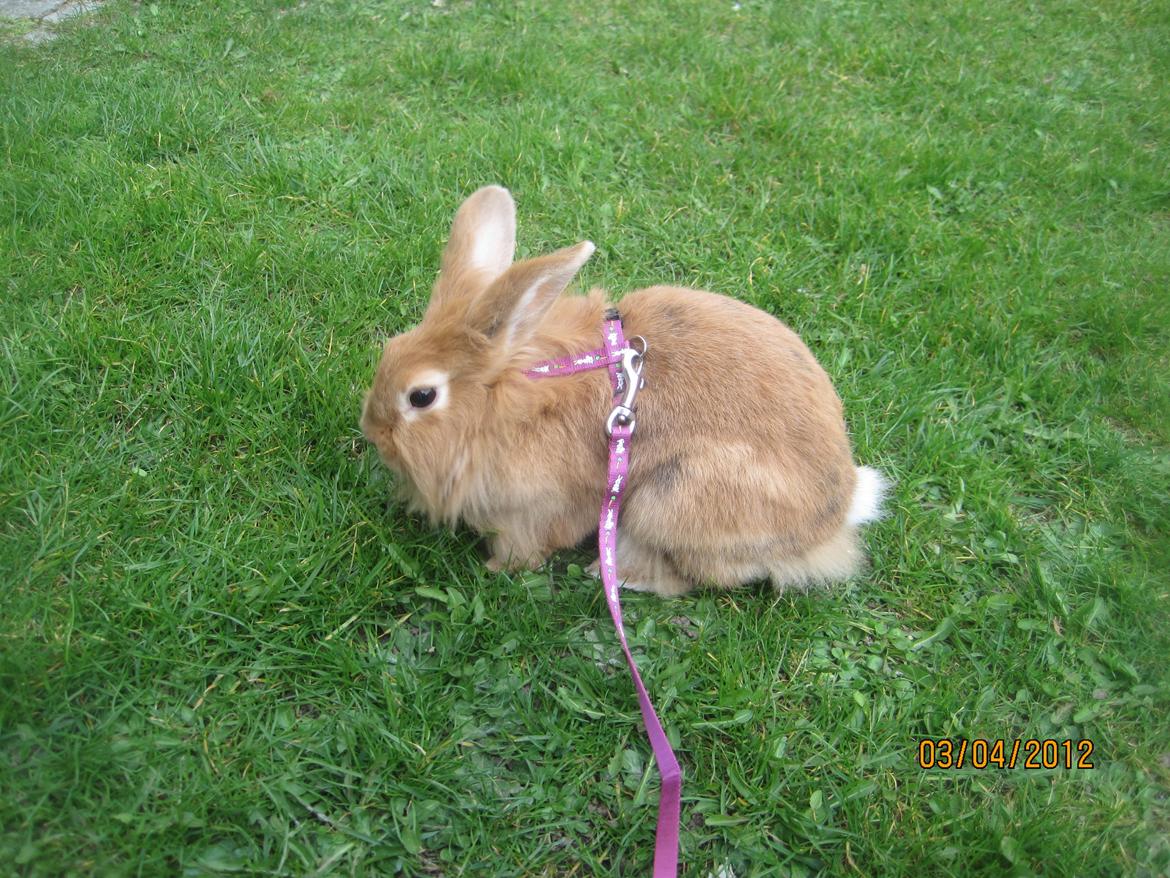 Kanin Pjuske - ude gå tur med pjuske


(foto team JB!) billede 12