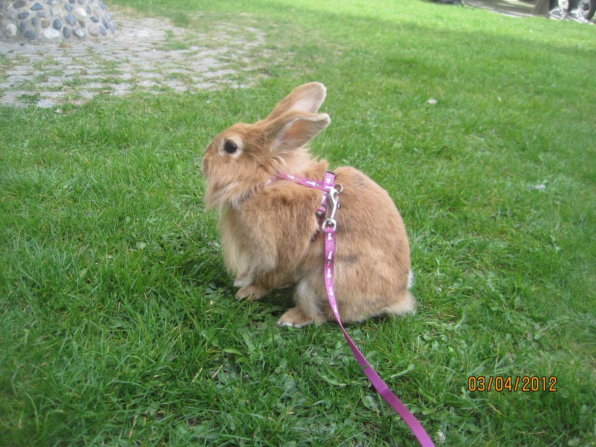 Kanin Pjuske - smukke kanin

(foto team JB!) billede 13