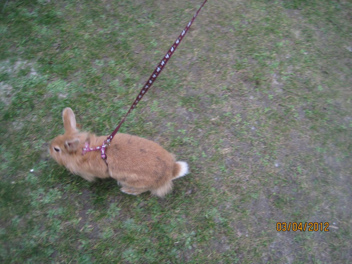 Kanin Pjuske - pjuske løber<3

(foto team JB!) billede 14