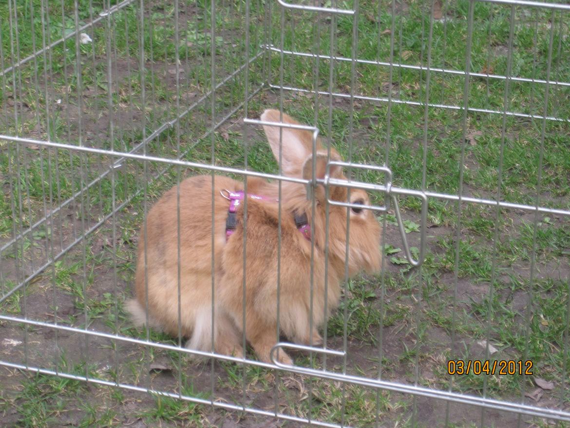 Kanin Pjuske - pjuske i løbegård<3

(foto team JB!) billede 16