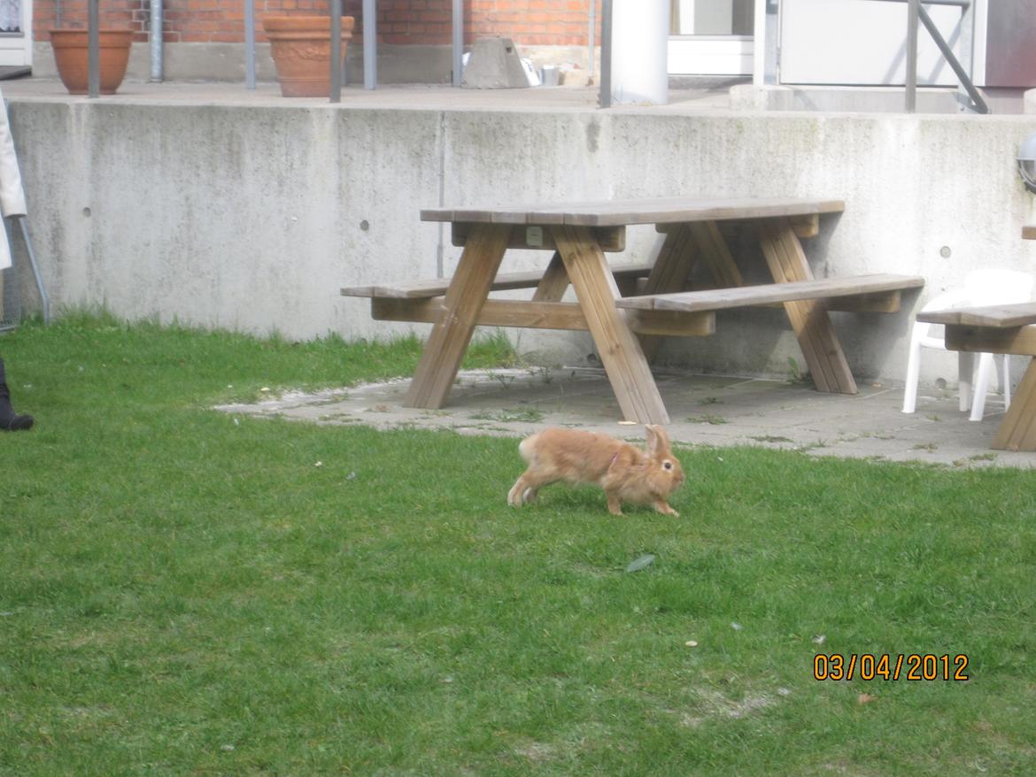 Kanin Pjuske - pjuske løs i gården<3

(foto team JB!) billede 18