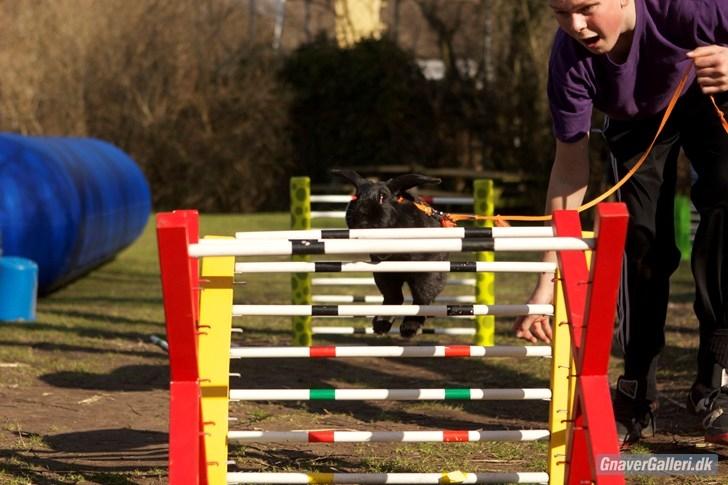 Kanin COOKIE <3 - Når se lige hendes øre ;D Tag jer ikke af mit ansigt ;D Foto: Cora billede 18