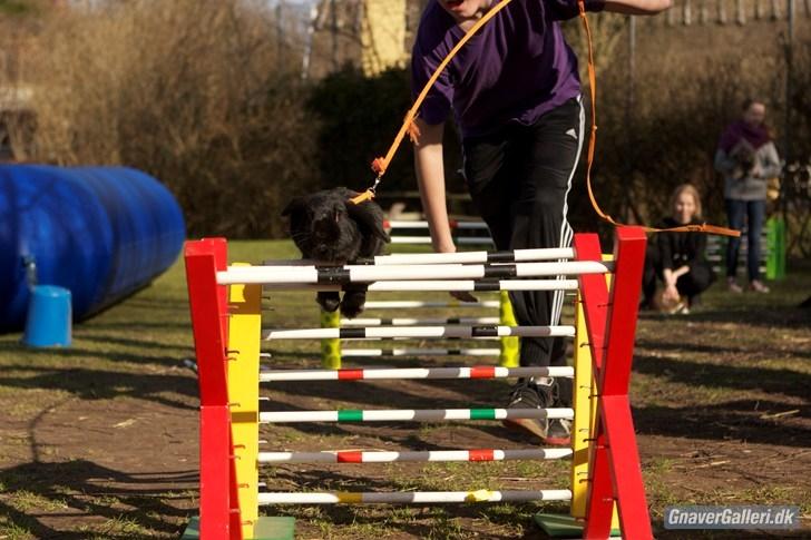 Kanin COOKIE <3 - Hvor er hun dygtig ;D Foto: Cora billede 10