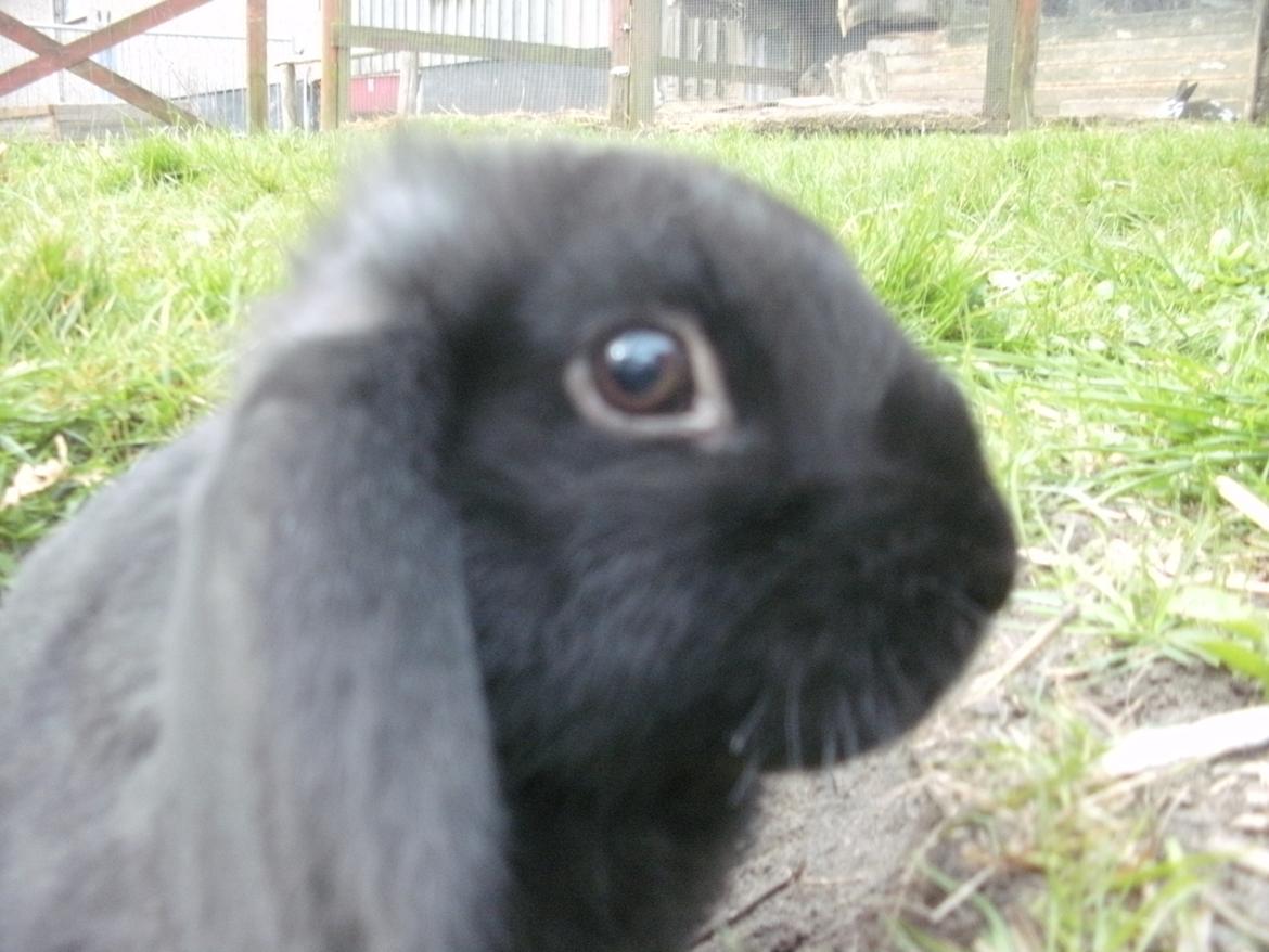 Kanin lillebror - lillebror. billede 1