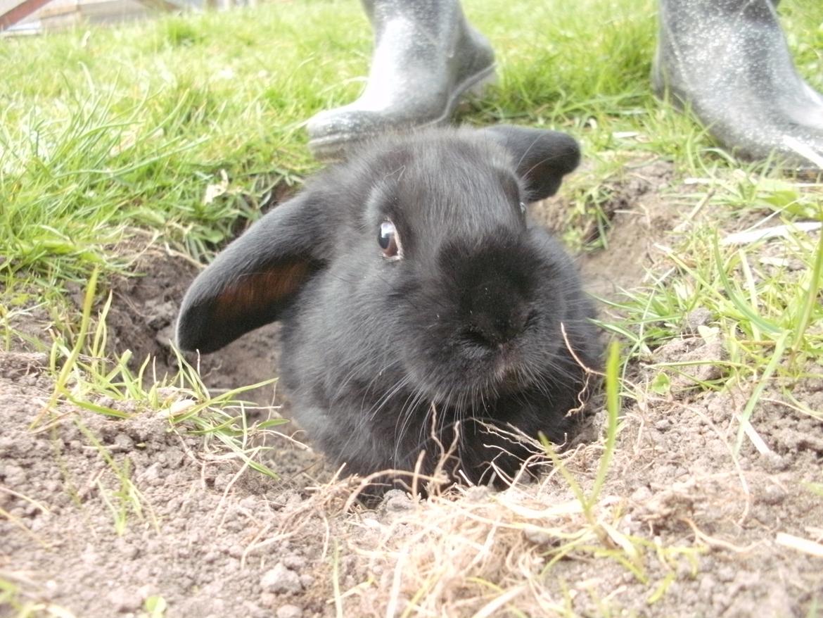 Kanin lillebror billede 3