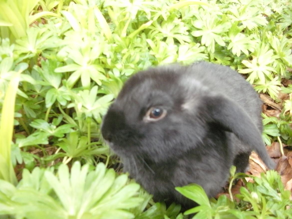 Kanin lillebror billede 4