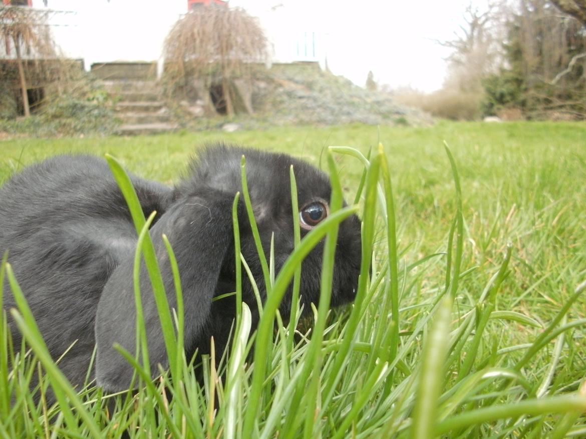 Kanin lillebror - lillebror på græsmarken. billede 5