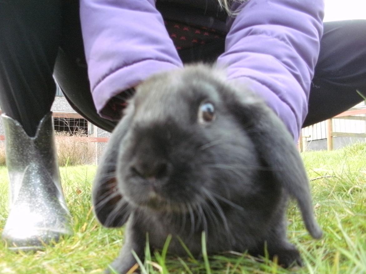 Kanin lillebror billede 6