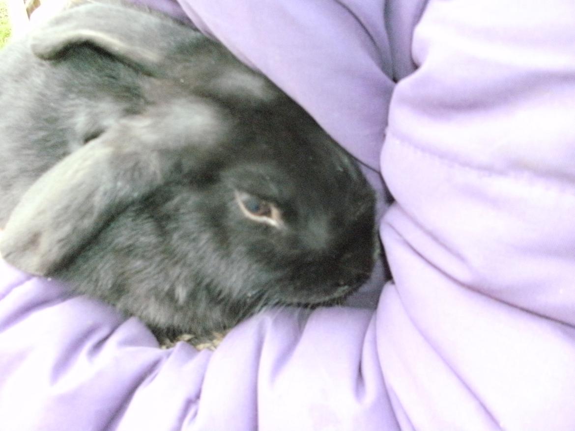 Kanin lillebror billede 7