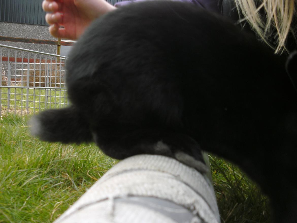 Kanin lillebror - lillebrors første hop:) billede 8