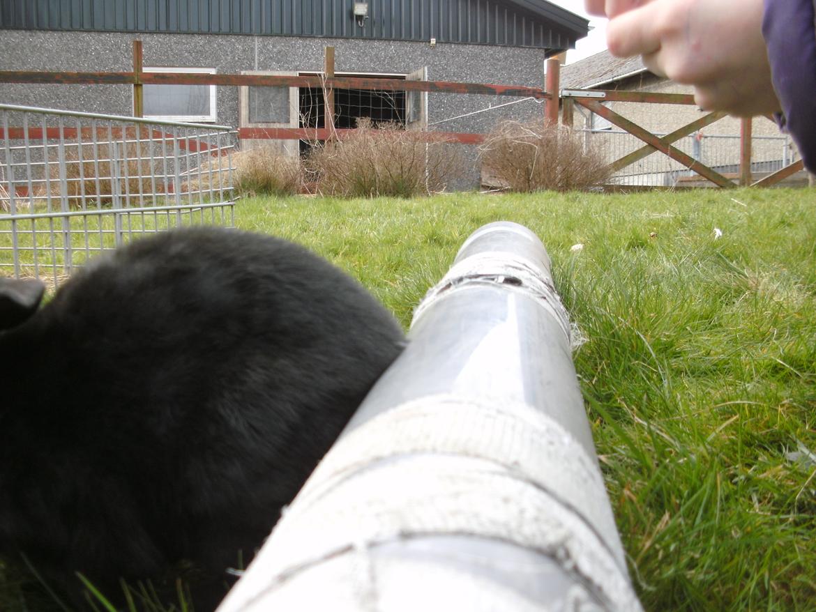 Kanin lillebror billede 9