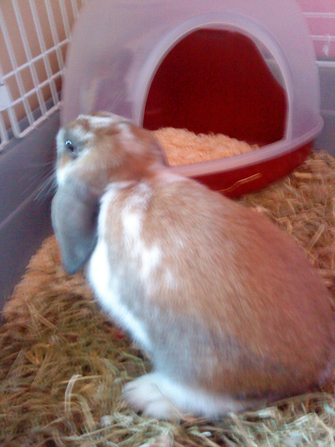 Kanin Nuga billede 8