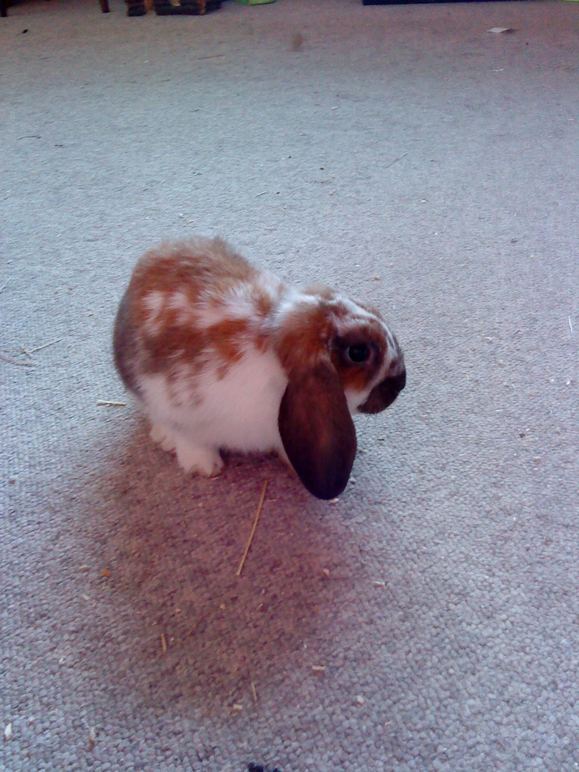 Kanin Nuga billede 9