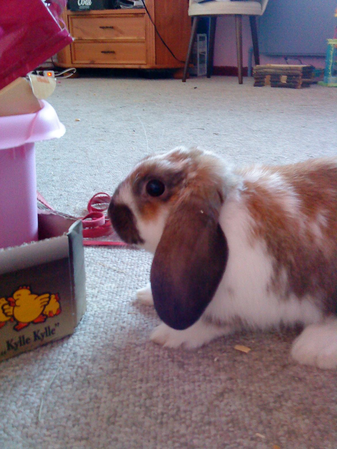 Kanin Nuga billede 10