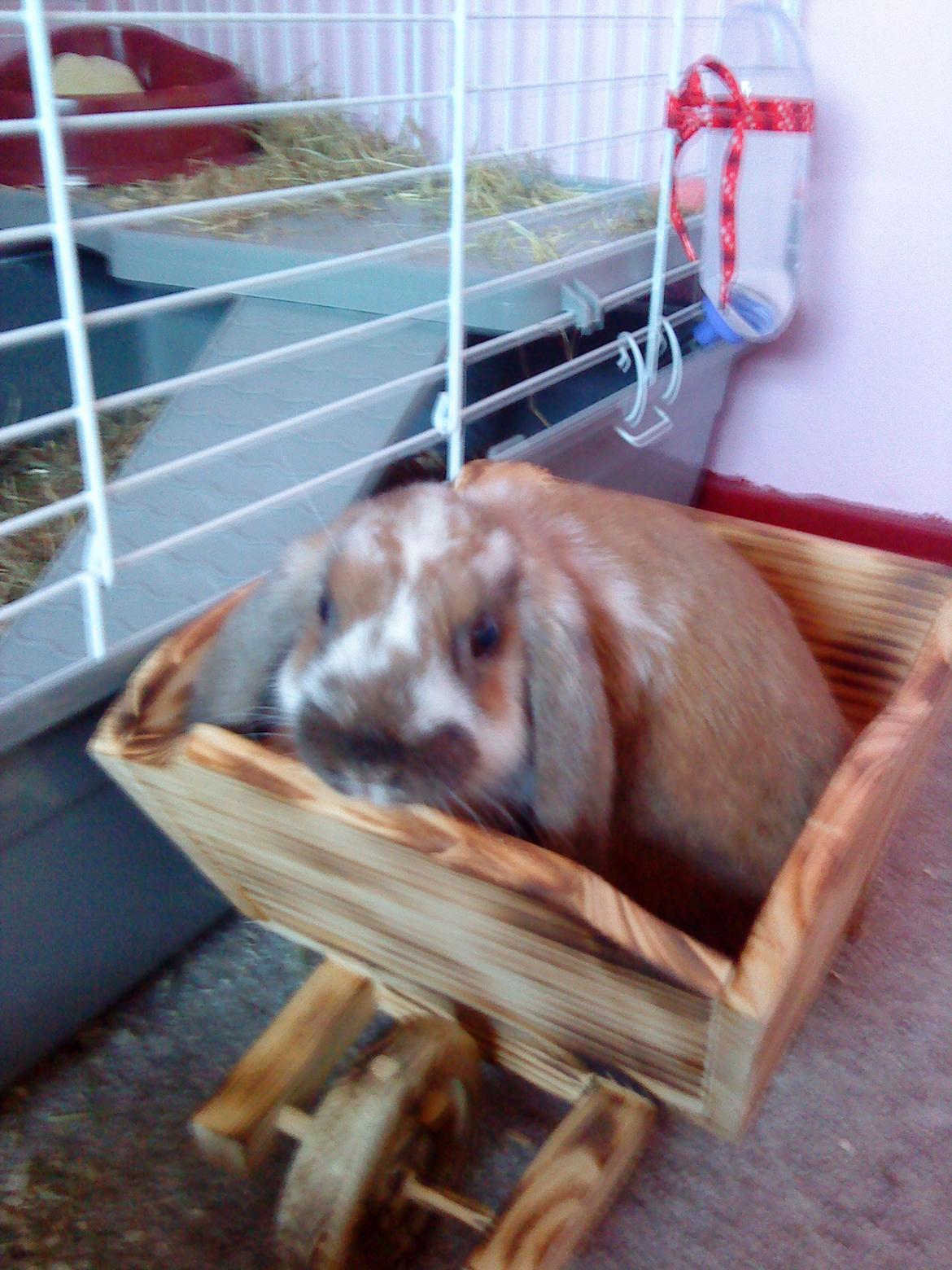 Kanin Nuga billede 11