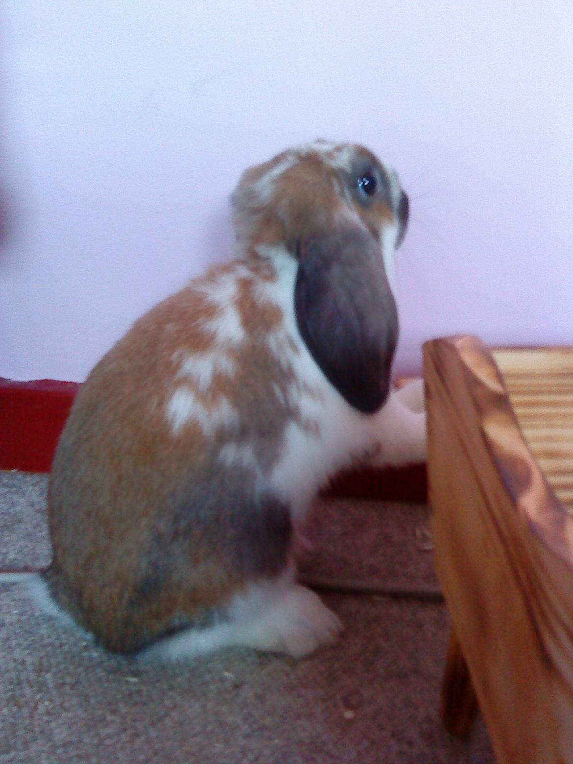 Kanin Nuga billede 12